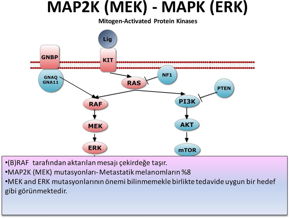 MAP2K (MEK) mutasyonları- Metastatik melanomların %8 MEK and ERK