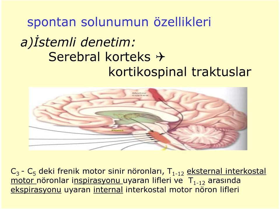 1-12 eksternal interkostal motor nöronlar inspirasyonu uyaran lifleri