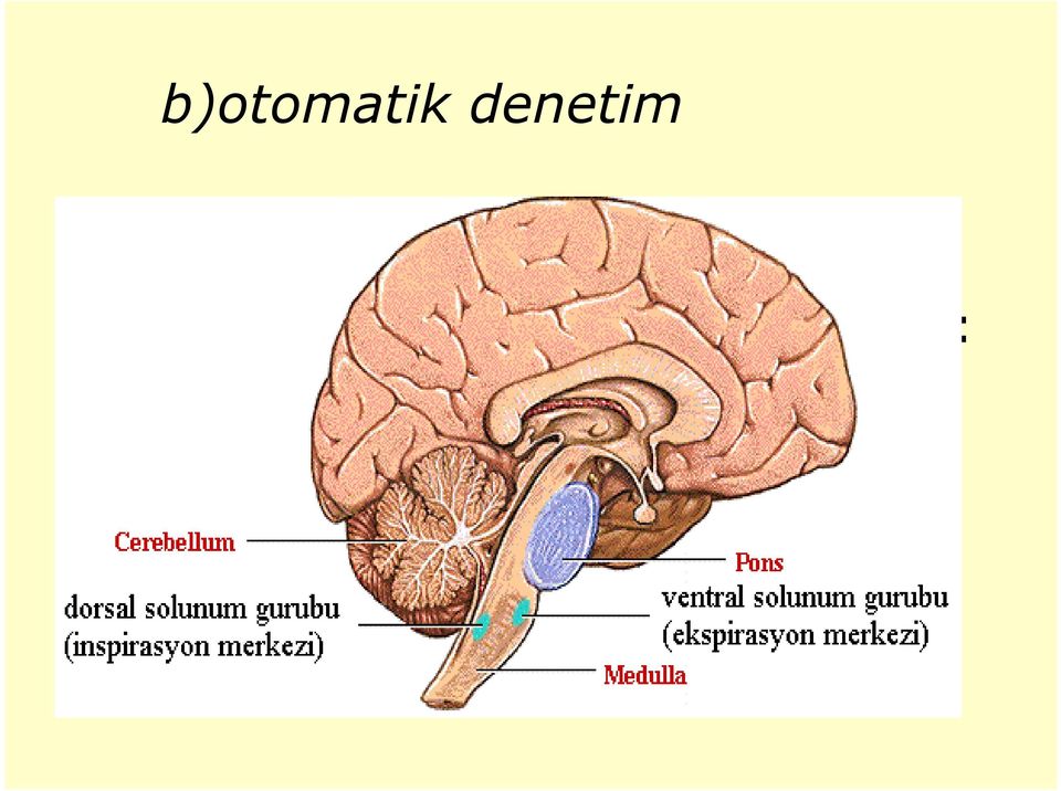 oluşturur: Dorsal solunum grubu (DSG)