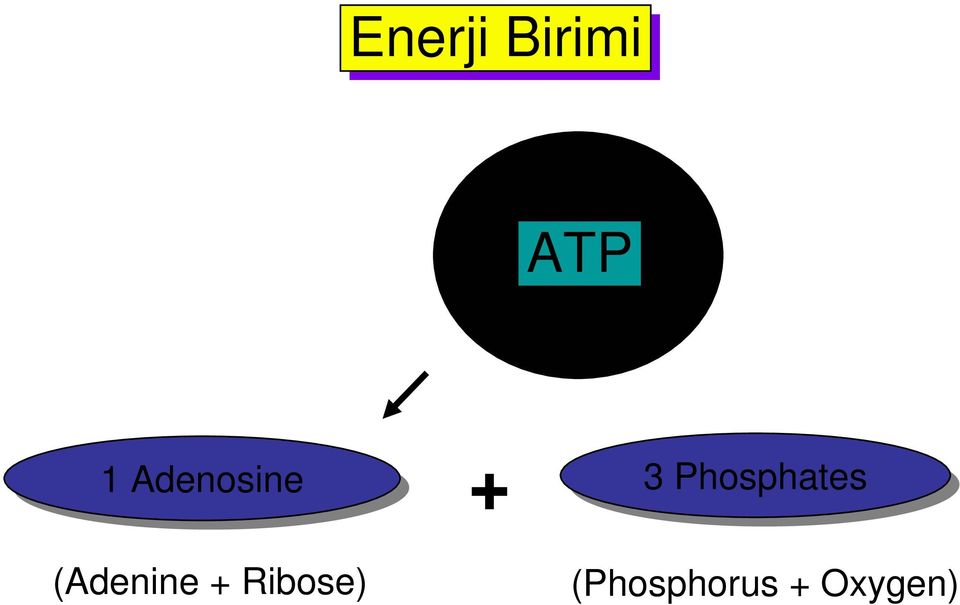 Phosphates (Adenine +