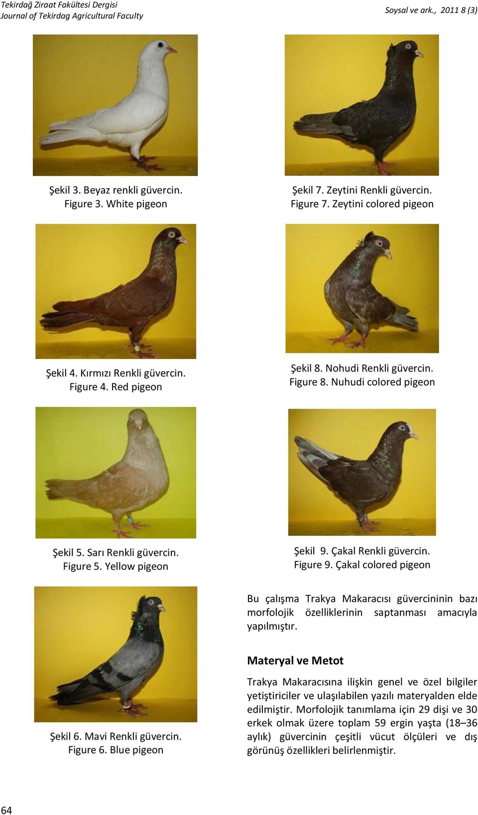 Çakal colored pigeon Bu çalışma Trakya Makaracısı güvercininin bazı morfolojik özelliklerinin saptanması amacıyla yapılmıştır. Şekil 6. Mavi Renkli güvercin. Figure 6.