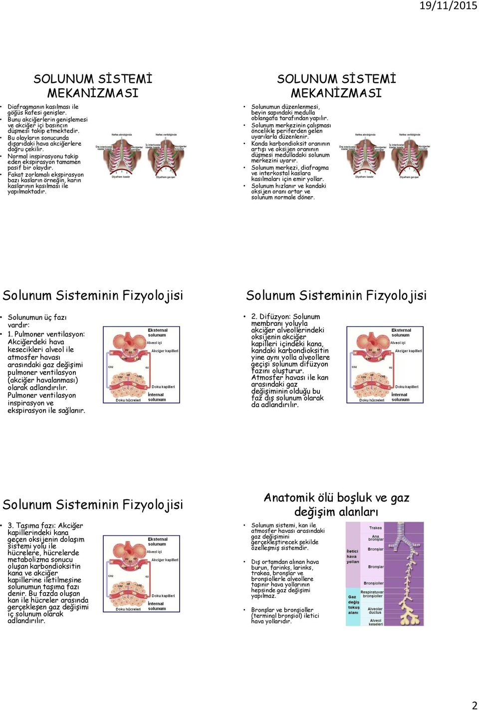 Solunumun düzenlenmesi, beyin sapındaki medulla oblangata tarafından yapılır. Solunum merkezinin çalışması öncelikle periferden gelen uyarılarla düzenlenir.