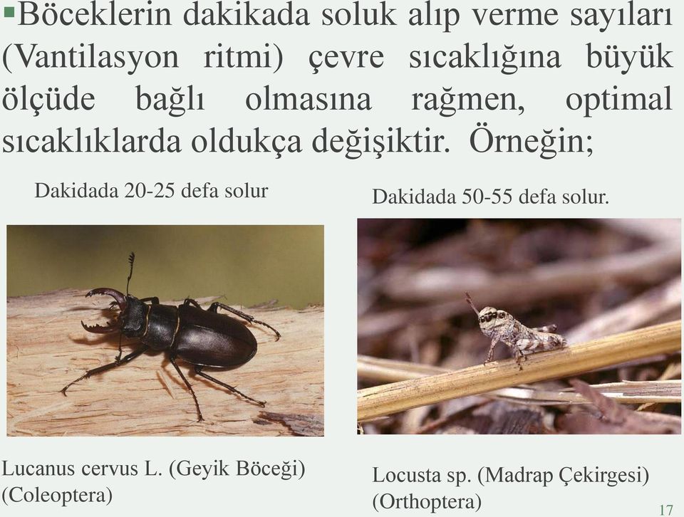 değişiktir. Örneğin; Dakidada 20-25 defa solur Dakidada 50-55 defa solur.