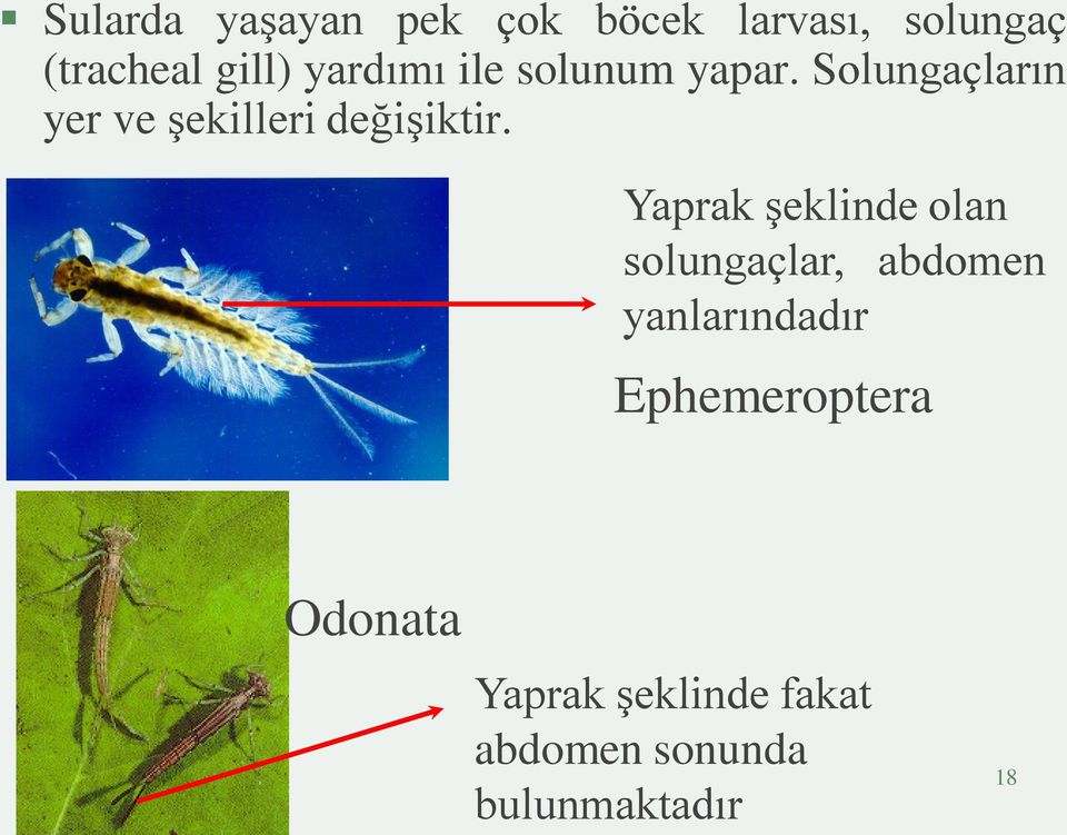 Solungaçların yer ve şekilleri değişiktir.