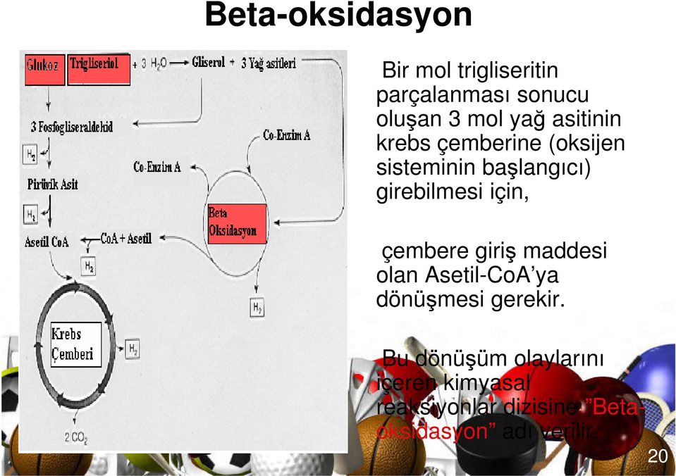 çembere giriş maddesi olan Asetil-CoA ya dönüşmesi gerekir.