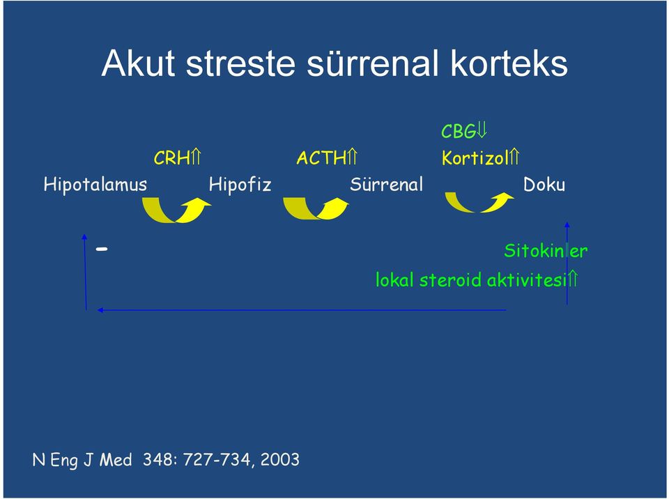 Sürrenal Doku - Sitokinler lokal