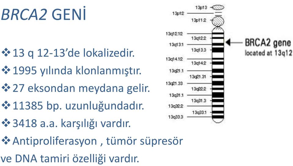 27 eksondan meydana gelir. 11385 bp. uzunluğundadır.