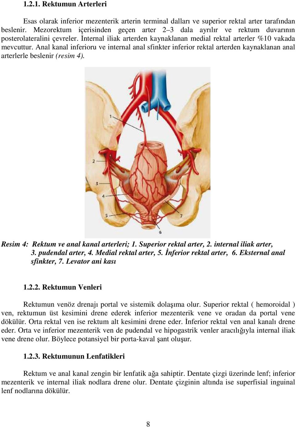 Anal kanal inferioru ve internal anal sfinkter inferior rektal arterden kaynaklanan anal arterlerle beslenir (resim 4). Resim 4: Rektum ve anal kanal arterleri; 1. Superior rektal arter, 2.