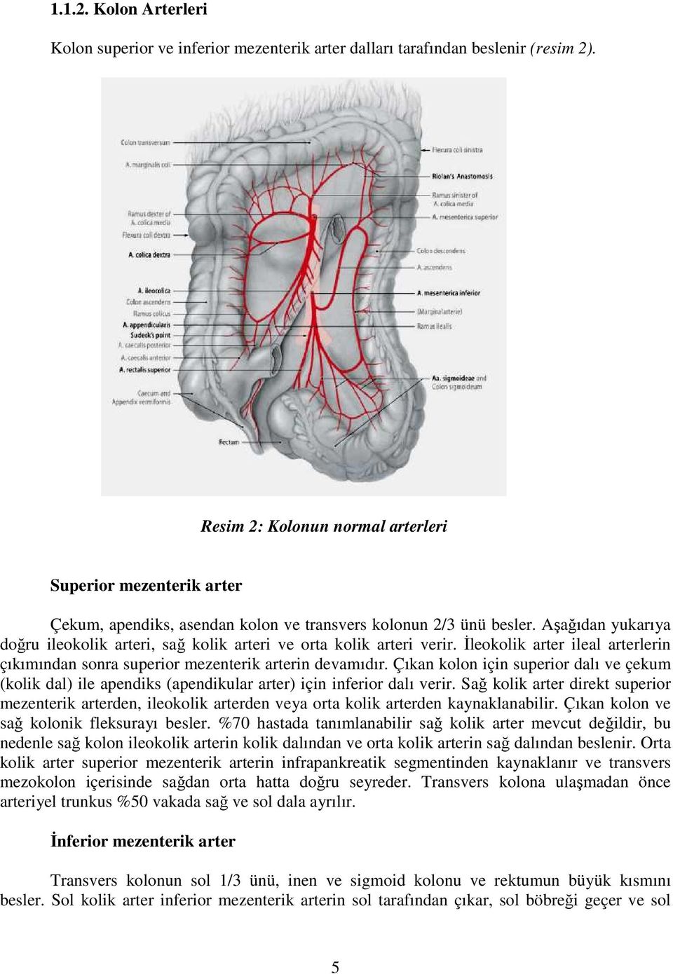 Aşağıdan yukarıya doğru ileokolik arteri, sağ kolik arteri ve orta kolik arteri verir. Đleokolik arter ileal arterlerin çıkımından sonra superior mezenterik arterin devamıdır.