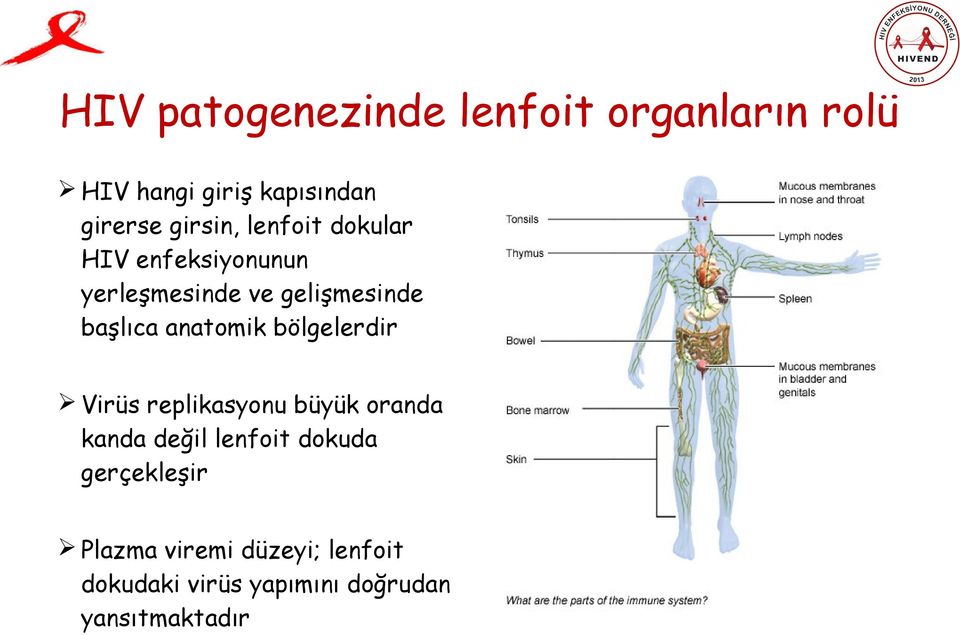 anatomik bölgelerdir Virüs replikasyonu büyük oranda kanda değil lenfoit dokuda