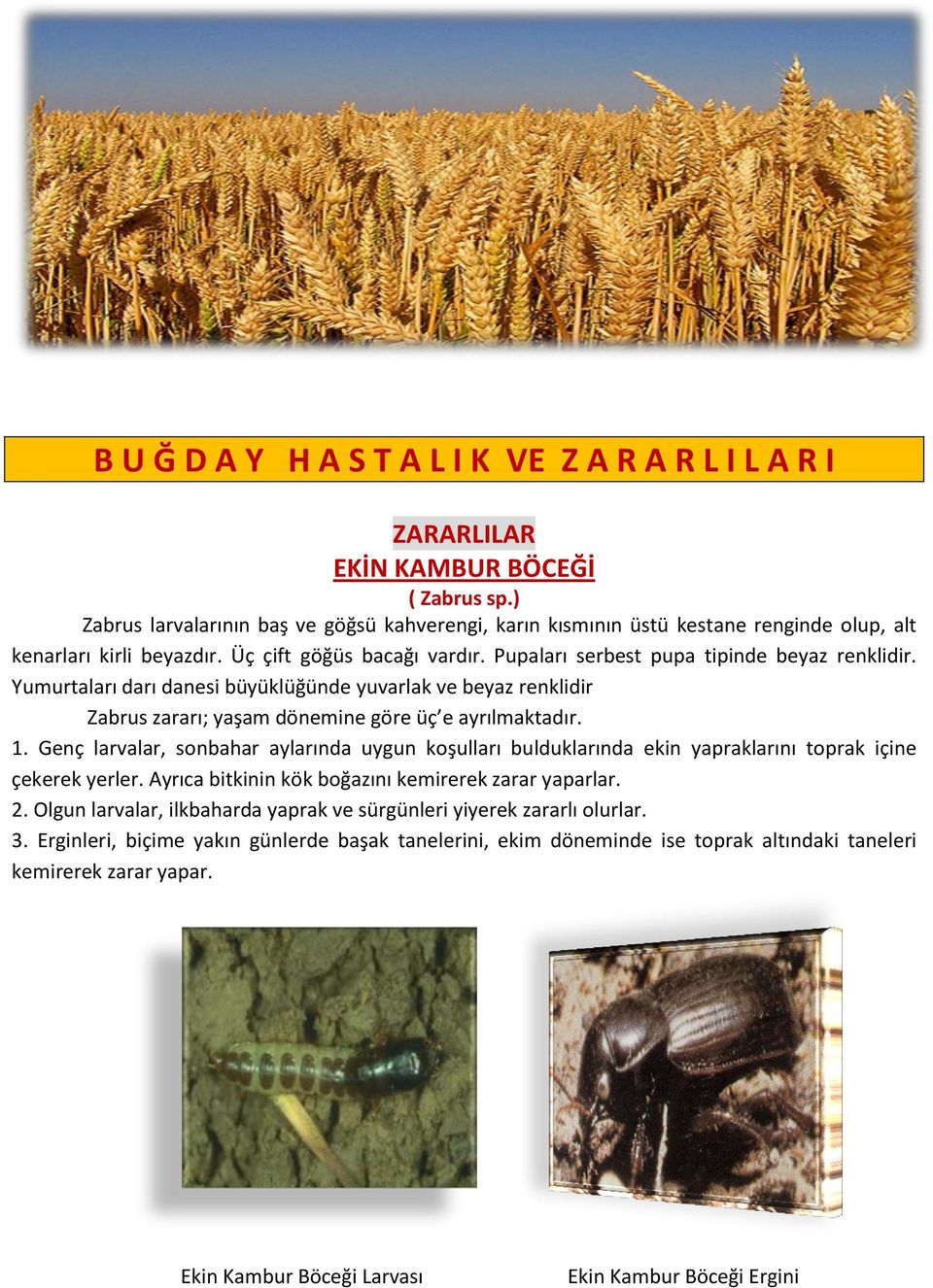 Yumurtaları darı danesi büyüklüğünde yuvarlak ve beyaz renklidir Zabrus zararı; yaşam dönemine göre üç e ayrılmaktadır. 1.