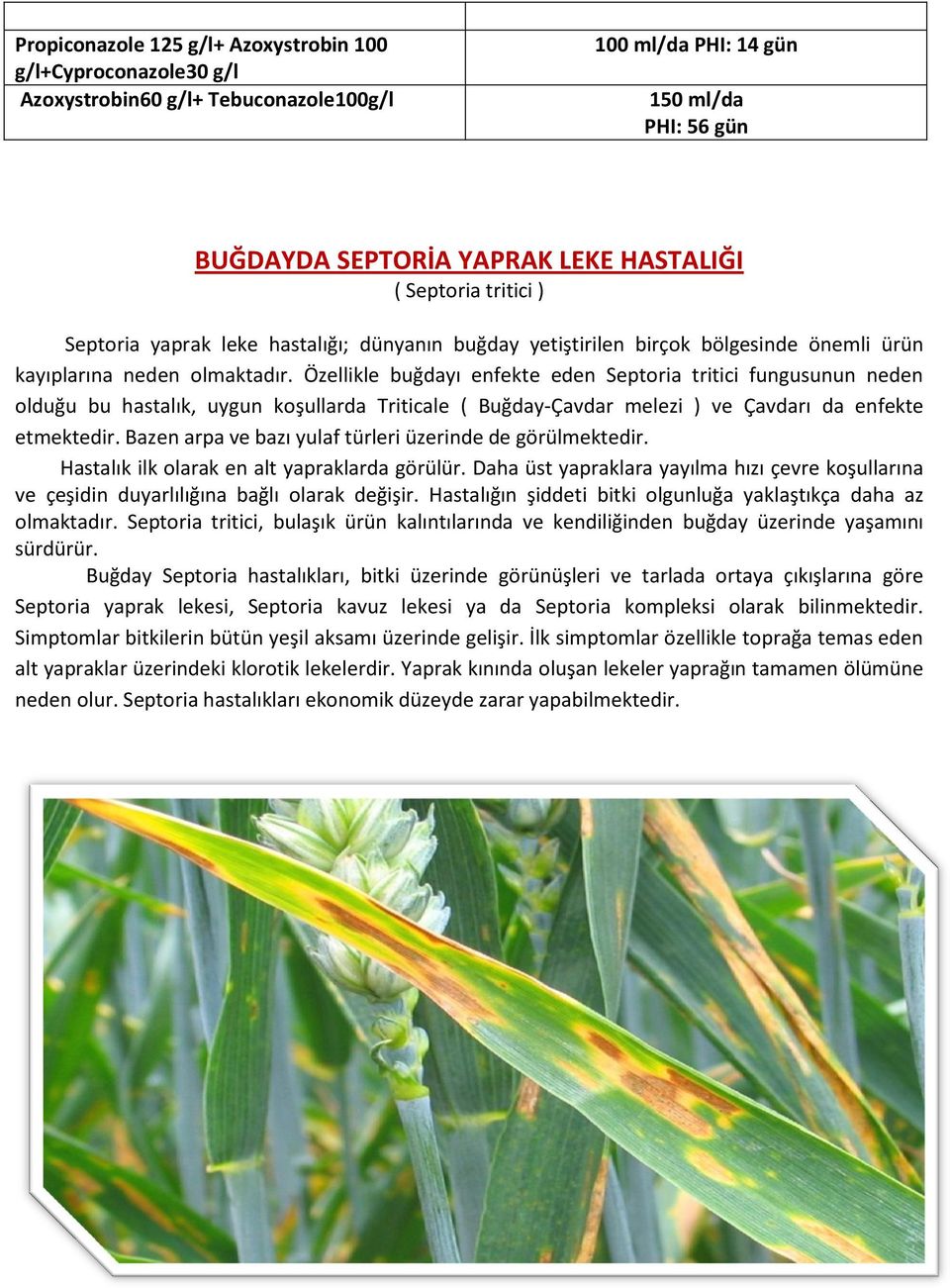 Özellikle buğdayı enfekte eden Septoria tritici fungusunun neden olduğu bu hastalık, uygun koşullarda Triticale ( Buğday-Çavdar melezi ) ve Çavdarı da enfekte etmektedir.