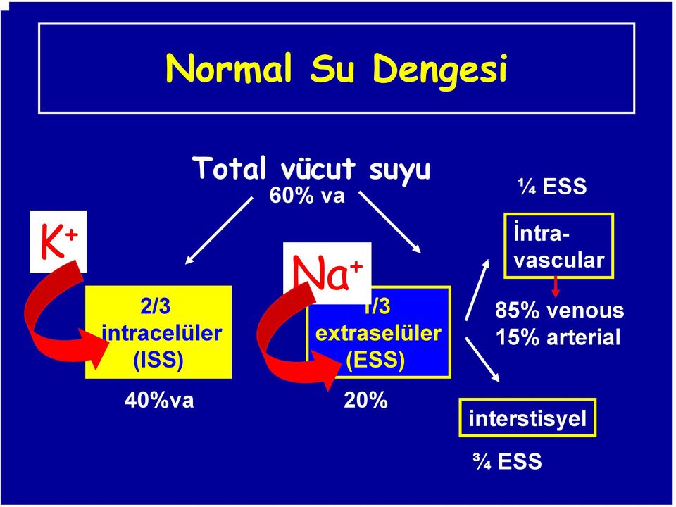 extraselüler (ESS) 40%va 20% ¼ESS