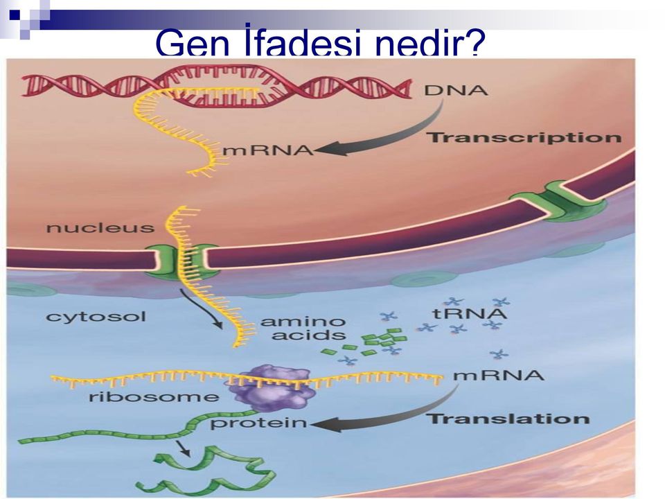 nedir?