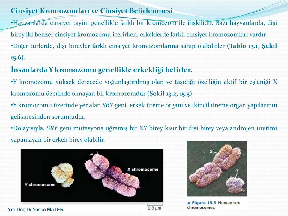 Diğer türlerde, dişi bireyler farklı cinsiyet kromozomlarına sahip olabilirler (Tablo 13.1, Şekil 15.6). İnsanlarda Y kromozomu genellikle erkekliği belirler.