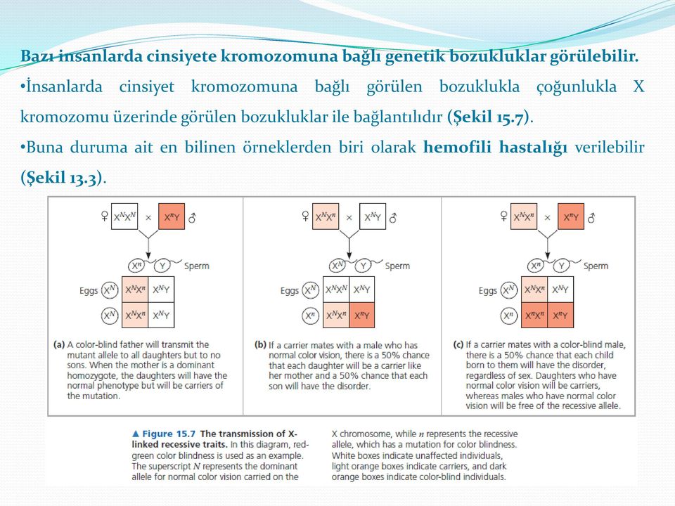 kromozomu üzerinde görülen bozukluklar ile bağlantılıdır (Şekil 15.7).