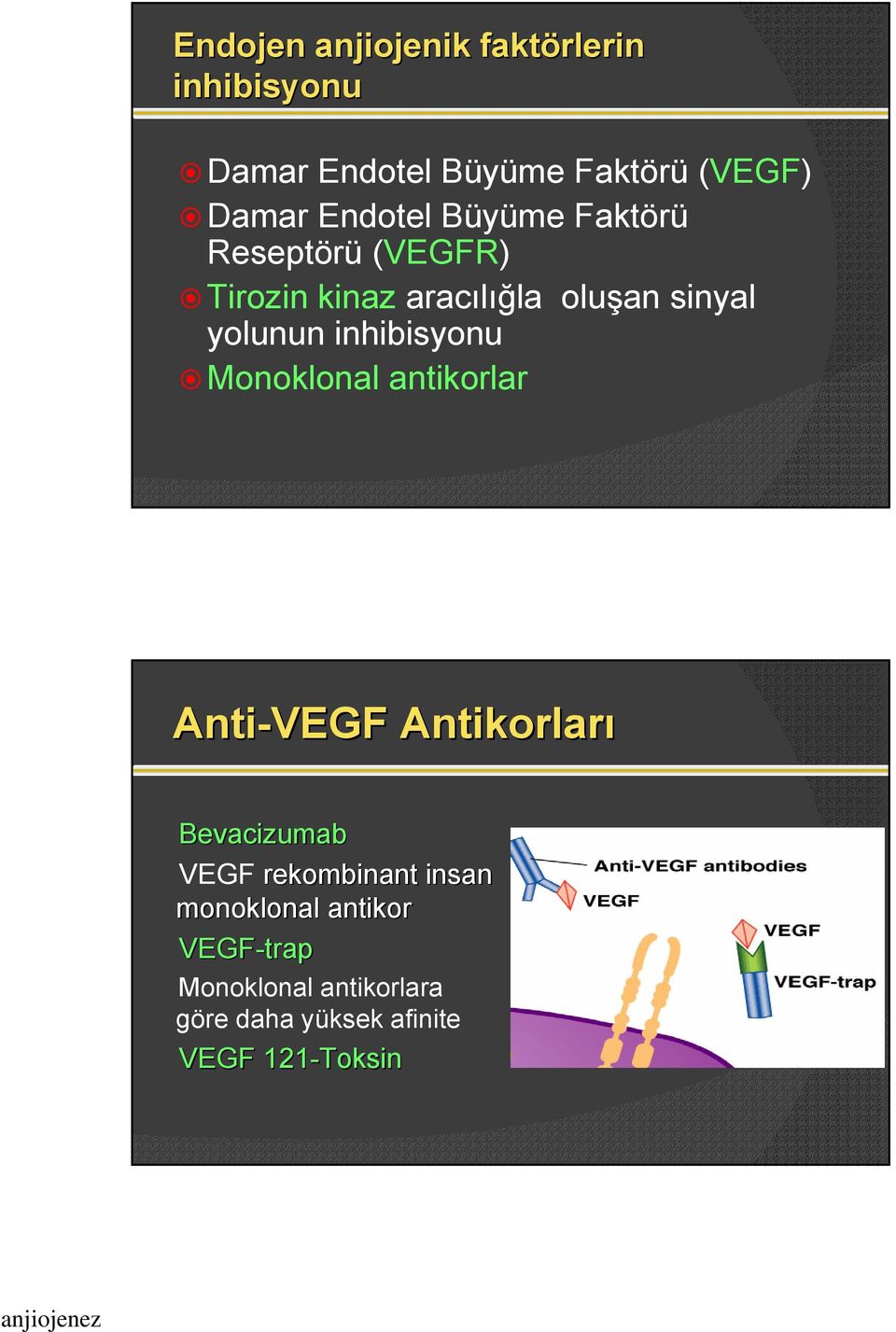 inhibisyonu Monoklonal antikorlar Anti-VEGF Antikorları Bevacizumab VEGF rekombinant