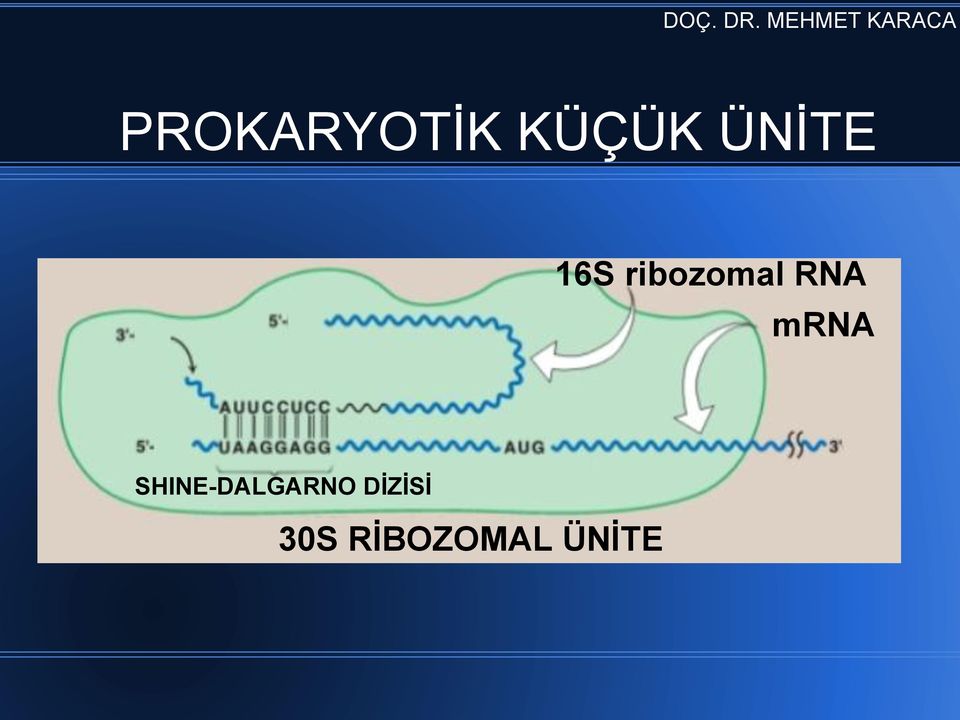 RNA mrna