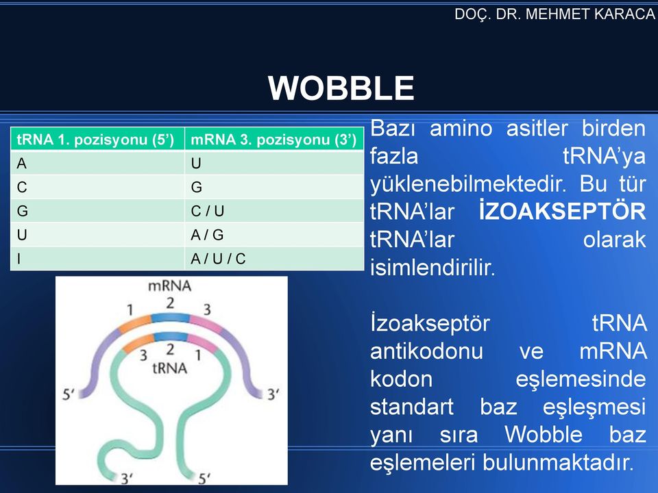 trna ya yüklenebilmektedir.