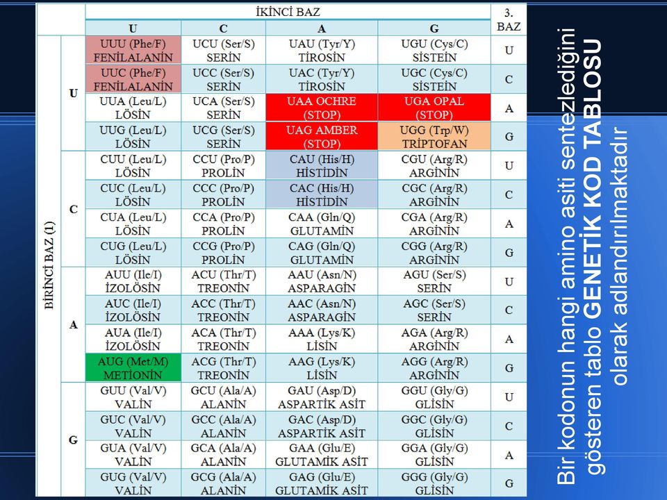 gösteren tablo GENETİK KOD