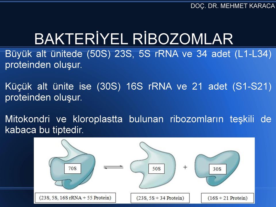 Küçük alt ünite ise (30S) 16S rrna ve 21 adet (S1-S21)