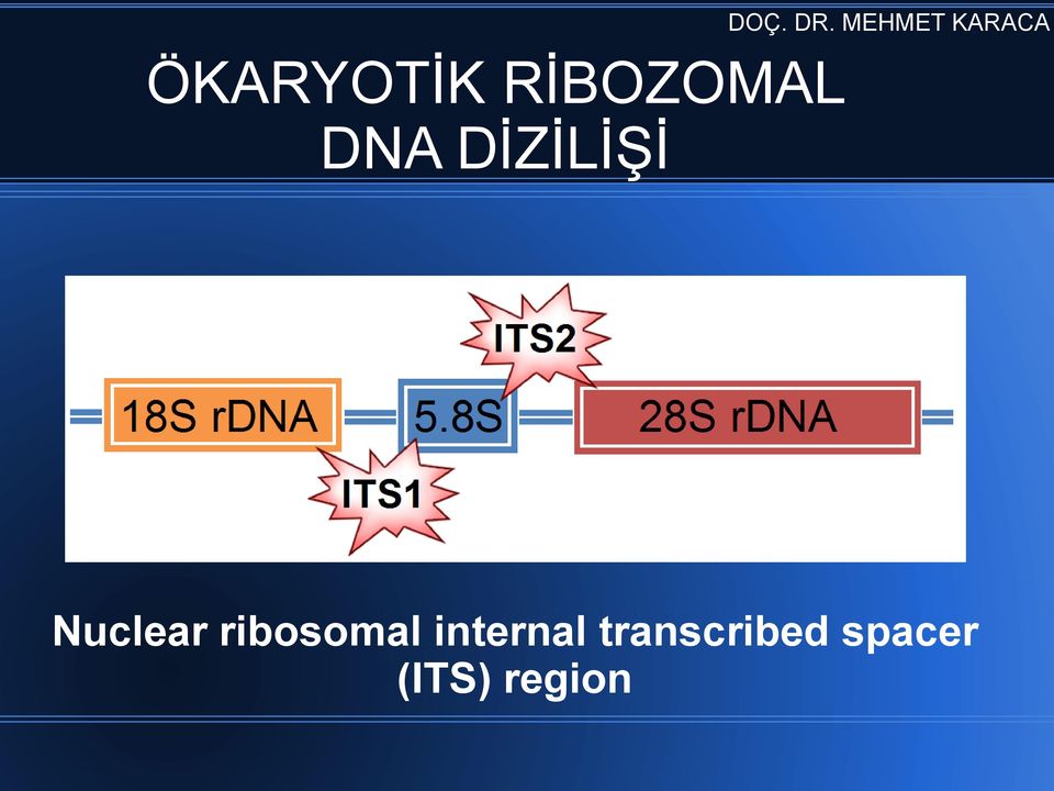 ribosomal internal