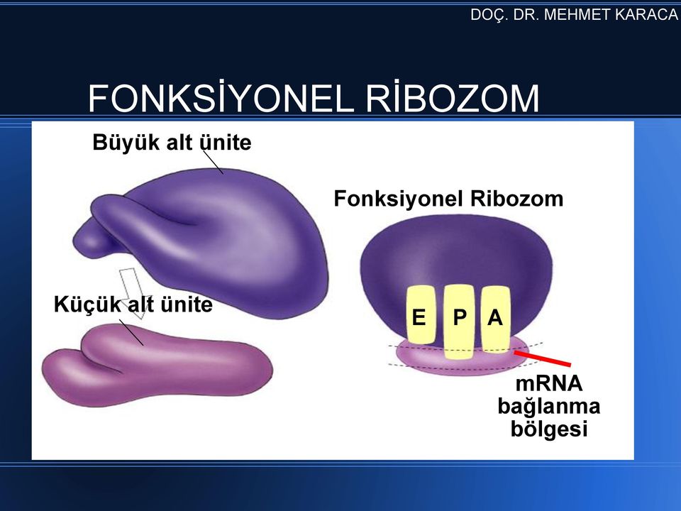 Fonksiyonel Ribozom