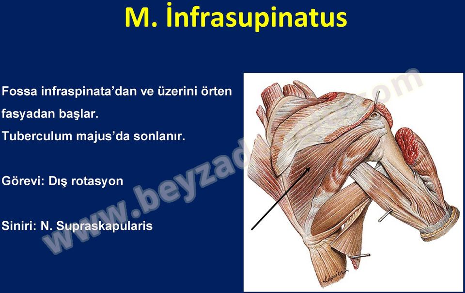 Tuberculum majus da sonlanır.