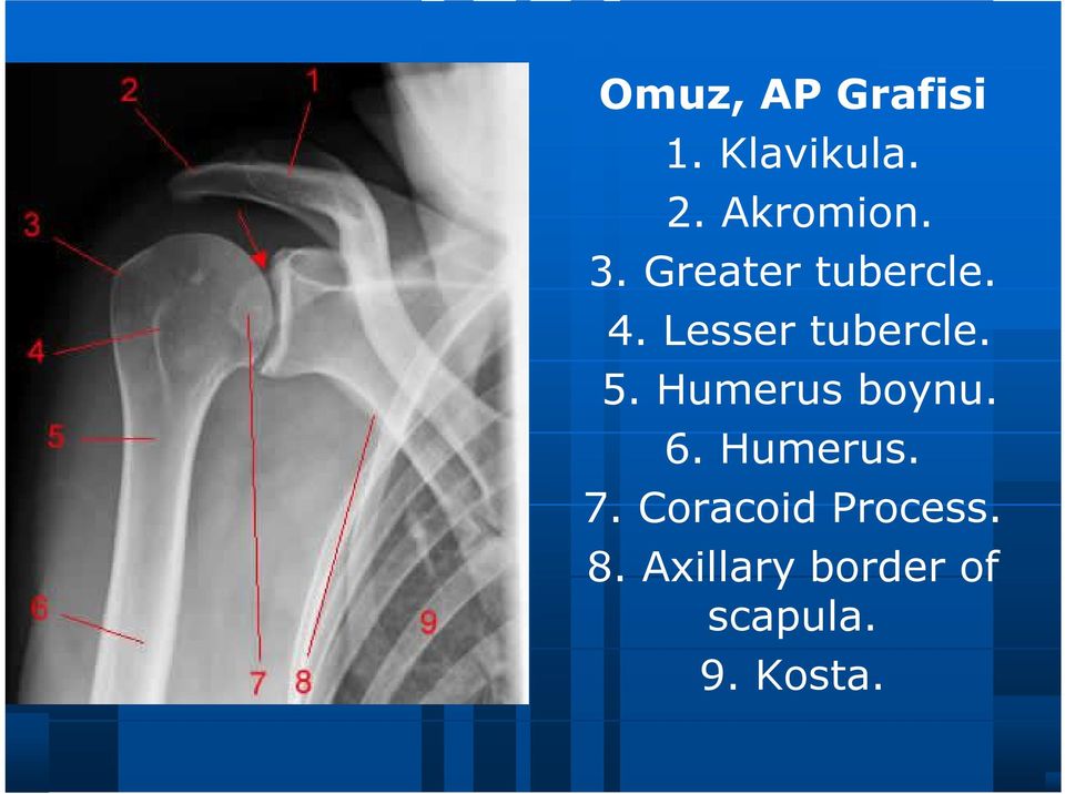 Humerus boynu. 6. Humerus. 7.