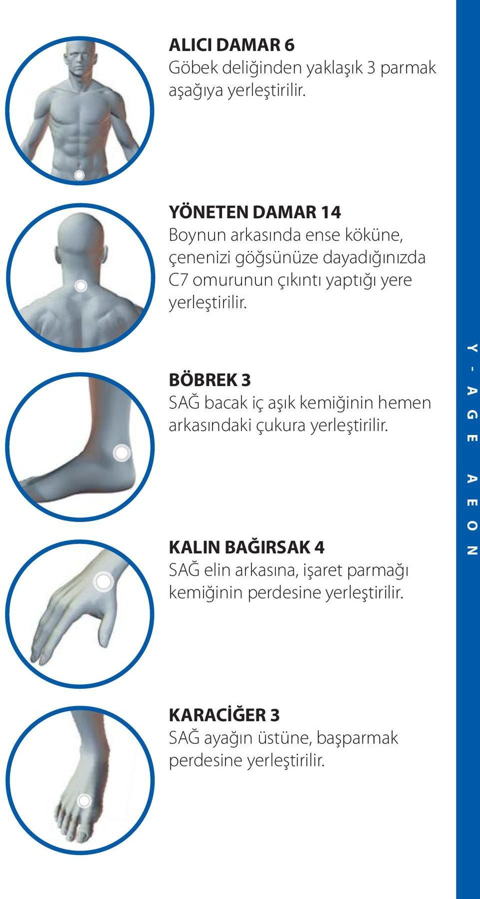 yere yerleştirilir. BÖBREK 3 SAĞ bacak iç aşık kemiğinin hemen arkasındaki çukura yerleştirilir.