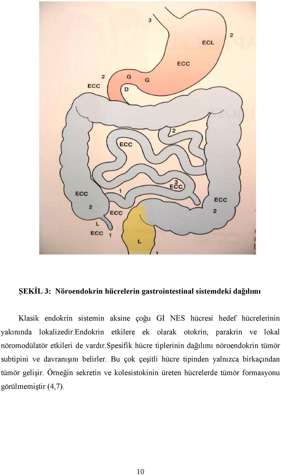 endokrin etkilere ek olarak otokrin, parakrin ve lokal nöromodülatör etkileri de vardır.