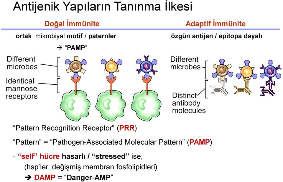 Recognition Receptor (PRR) Pattern = Pathogen-Associated Molecular Pattern (PAMP)