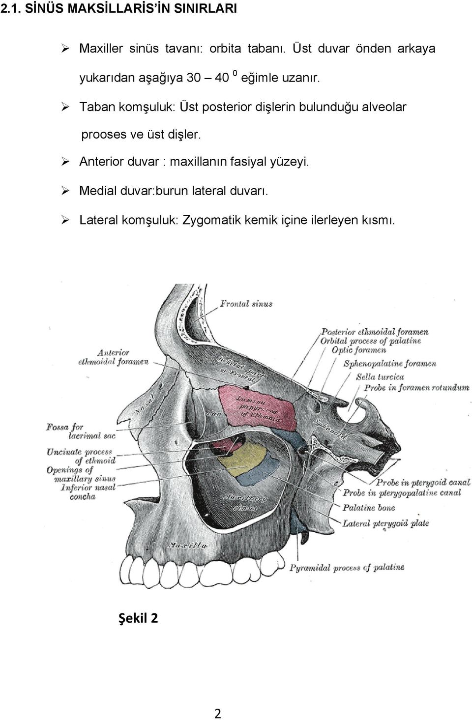Taban komşuluk: Üst posterior dişlerin bulunduğu alveolar prooses ve üst dişler.