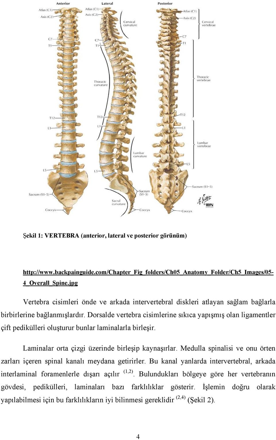 Dorsalde vertebra cisimlerine sıkıca yapışmış olan ligamentler çift pedikülleri oluşturur bunlar laminalarla birleşir. Laminalar orta çizgi üzerinde birleşip kaynaşırlar.