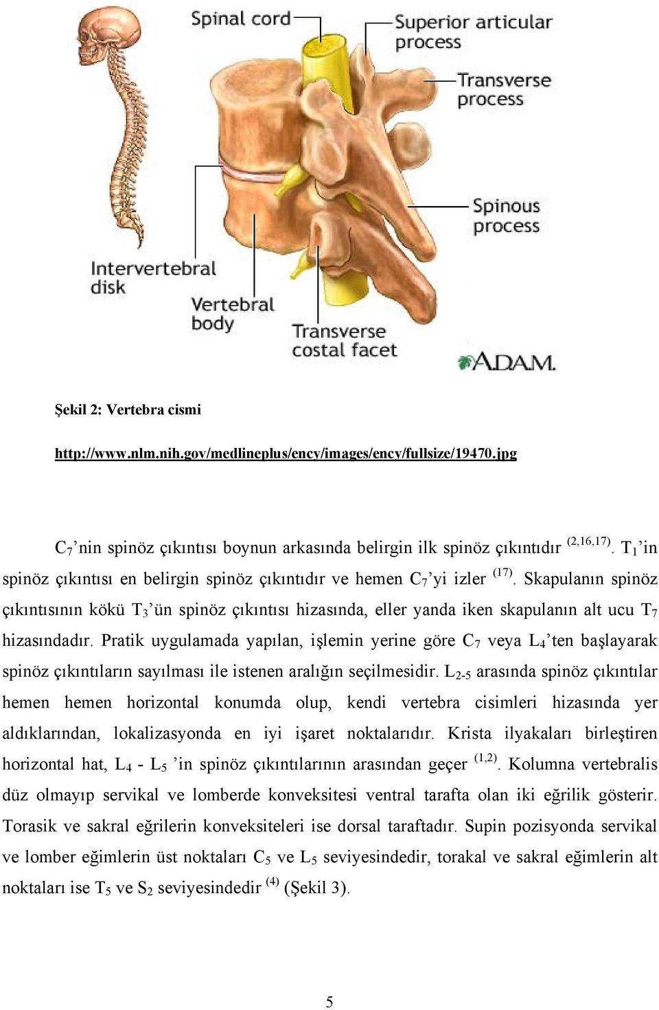 Skapulanın spinöz çıkıntısının kökü T 3 ün spinöz çıkıntısı hizasında, eller yanda iken skapulanın alt ucu T 7 hizasındadır.