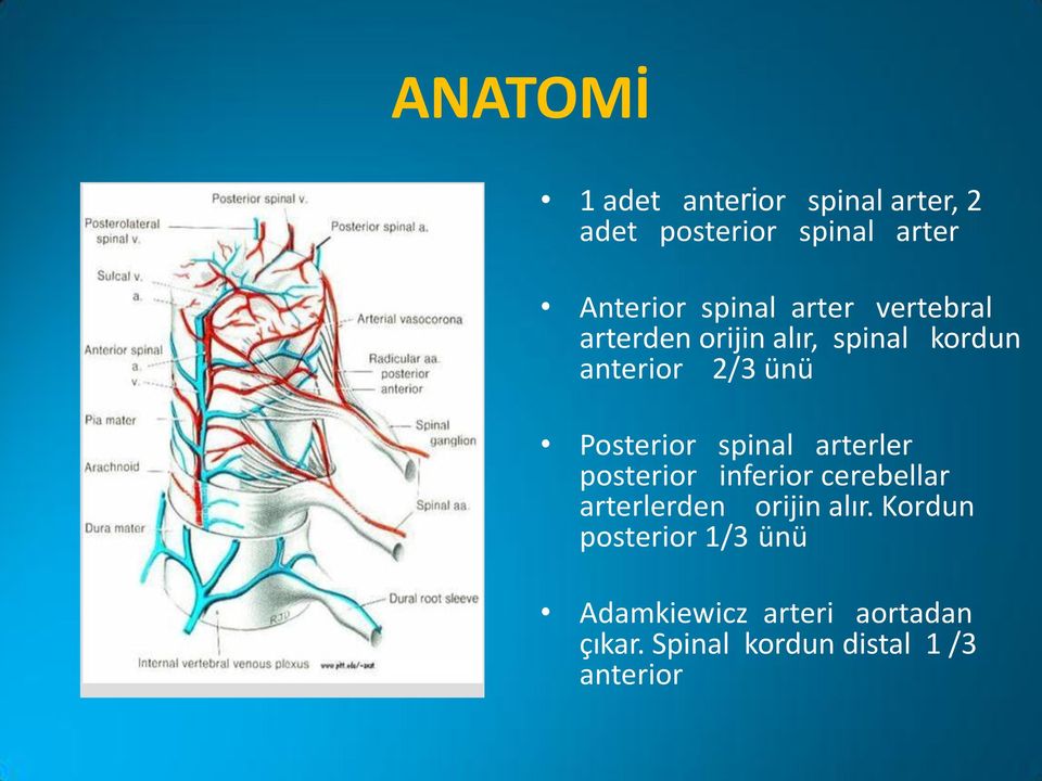 Posterior spinal arterler posterior inferior cerebellar arterlerden orijin alır.