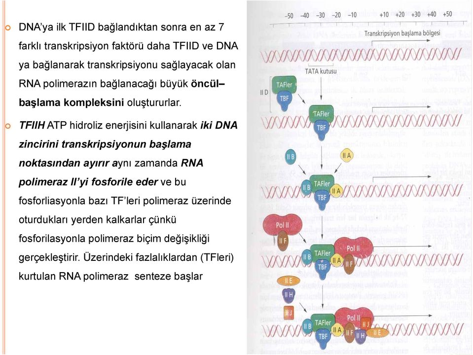 TFIIH ATP hidroliz enerjisini kullanarak iki DNA zincirini transkripsiyonun başlama noktasından ayırır aynı zamanda RNA polimeraz II yi fosforile