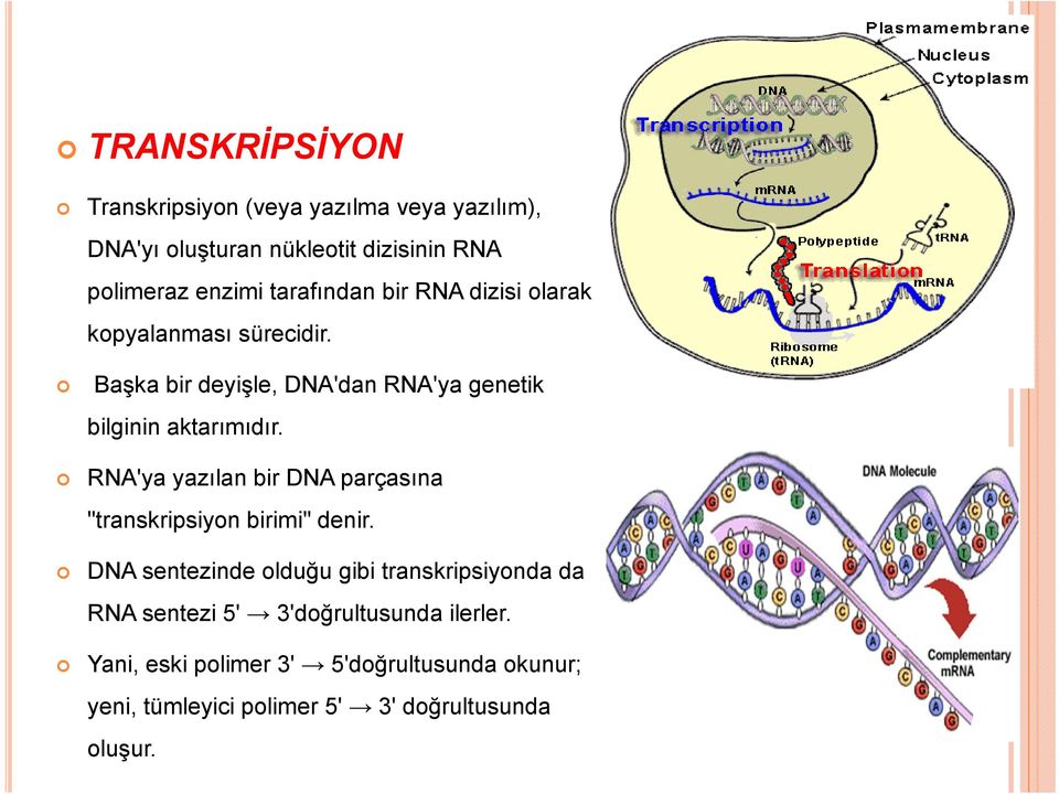 RNA'ya yazılan bir DNA parçasına "transkripsiyon birimi" denir.