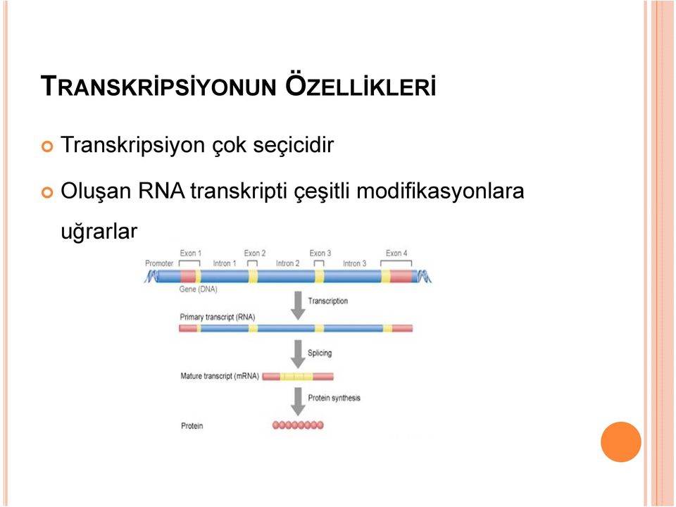 Oluşan RNA transkripti