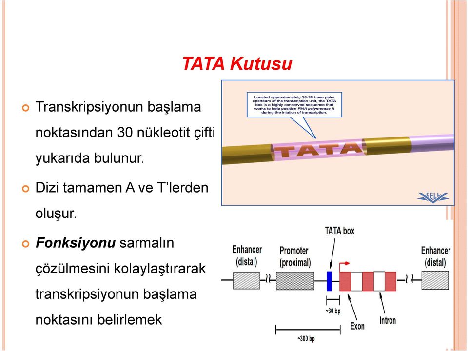 Dizi tamamen A ve T lerden oluşur.