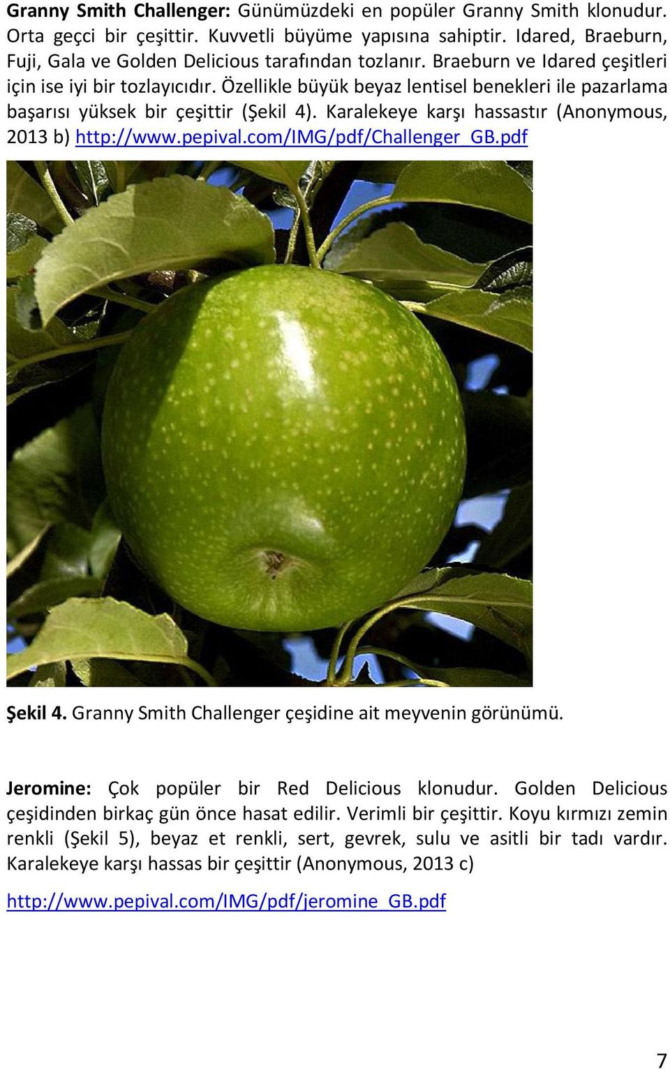 Karalekeye karşı hassastır (Anonymous, 2013 b) http://www.pepival.com/img/pdf/challenger_gb.pdf Şekil 4. Granny Smith Challenger çeşidine ait meyvenin görünümü.