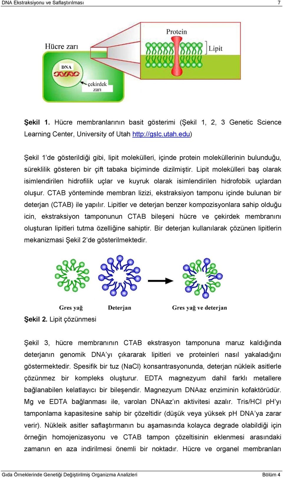 Lipit molekülleri baş olarak isimlendirilen hidrofilik uçlar ve kuyruk olarak isimlendirilen hidrofobik uçlardan oluşur.