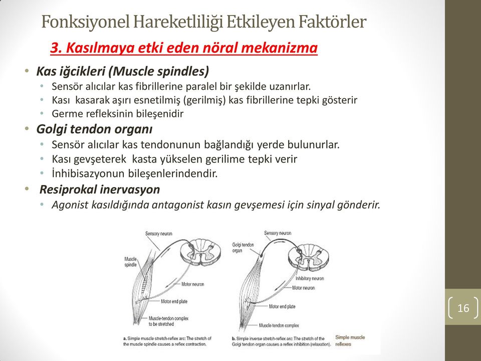 Kası kasarak aşırı esnetilmiş (gerilmiş) kas fibrillerine tepki gösterir Germe refleksinin bileşenidir Golgi tendon organı Sensör