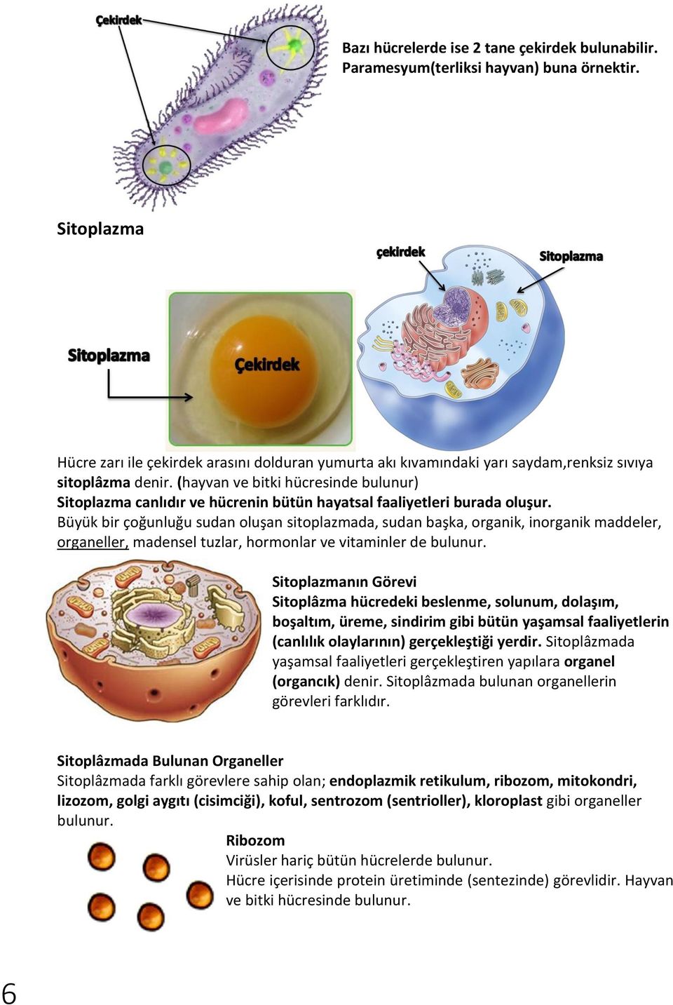 (hayvan ve bitki hücresinde bulunur) Sitoplazma canlıdır ve hücrenin bütün hayatsal faaliyetleri burada oluşur.