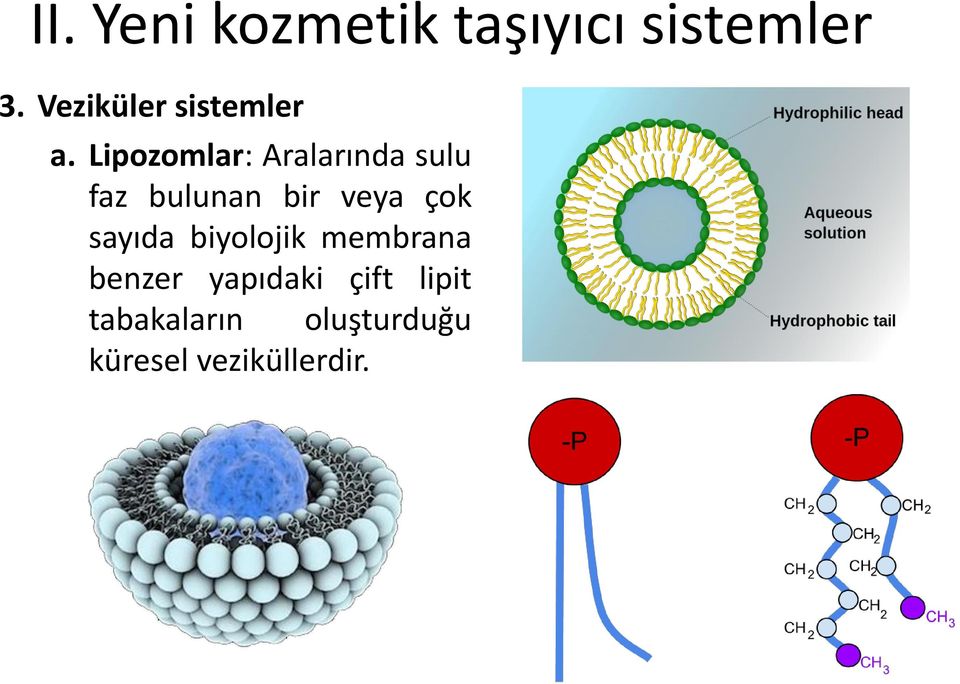 Lipozomlar: Aralarında sulu faz bulunan bir veya çok