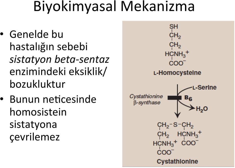 sentaz enzimindeki eksiklik/