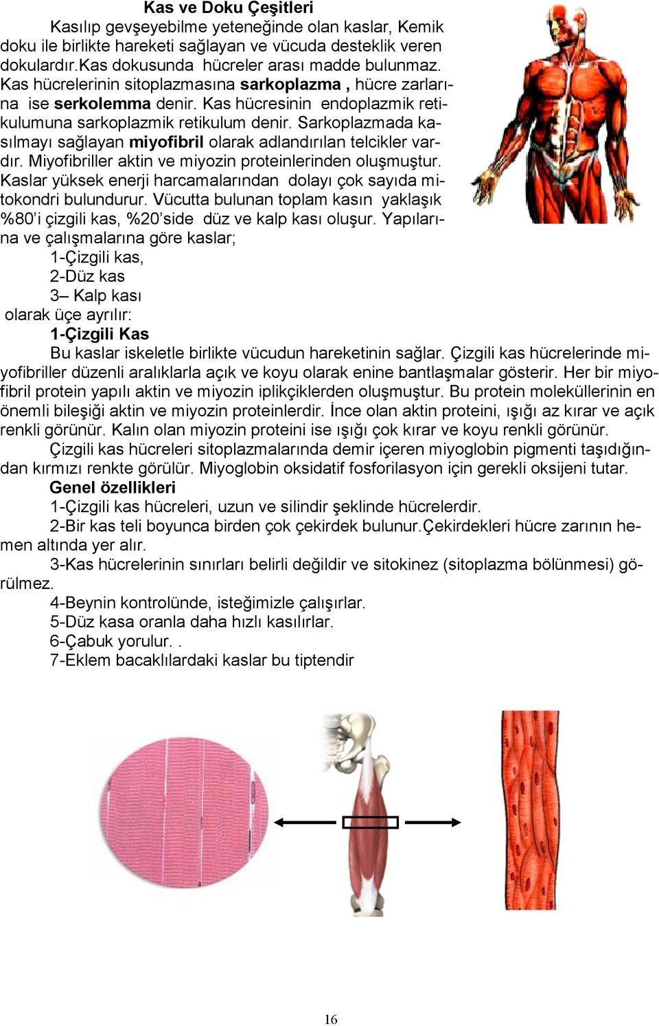 Sarkoplazmada kasılmayı sağlayan miyofibril olarak adlandırılan telcikler vardır. Miyofibriller aktin ve miyozin proteinlerinden oluşmuştur.