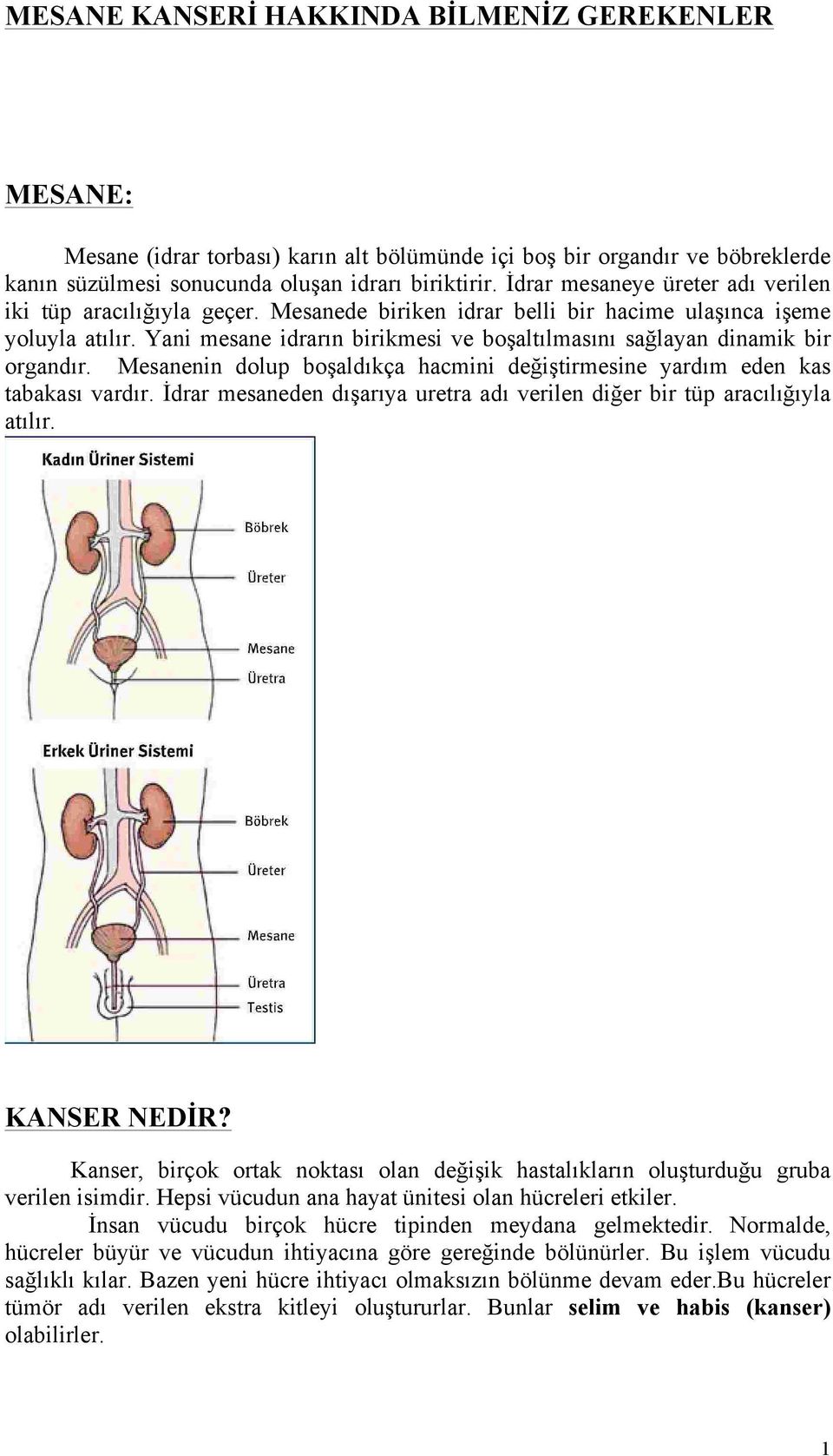 Yani mesane idrarın birikmesi ve boşaltılmasını sağlayan dinamik bir organdır. Mesanenin dolup boşaldıkça hacmini değiştirmesine yardım eden kas tabakası vardır.