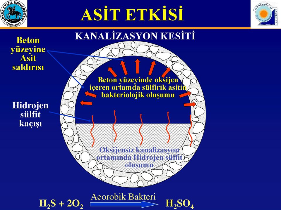 sülfirik asitin bakteriolojik oluşumu Oksijensiz kanalizasyon