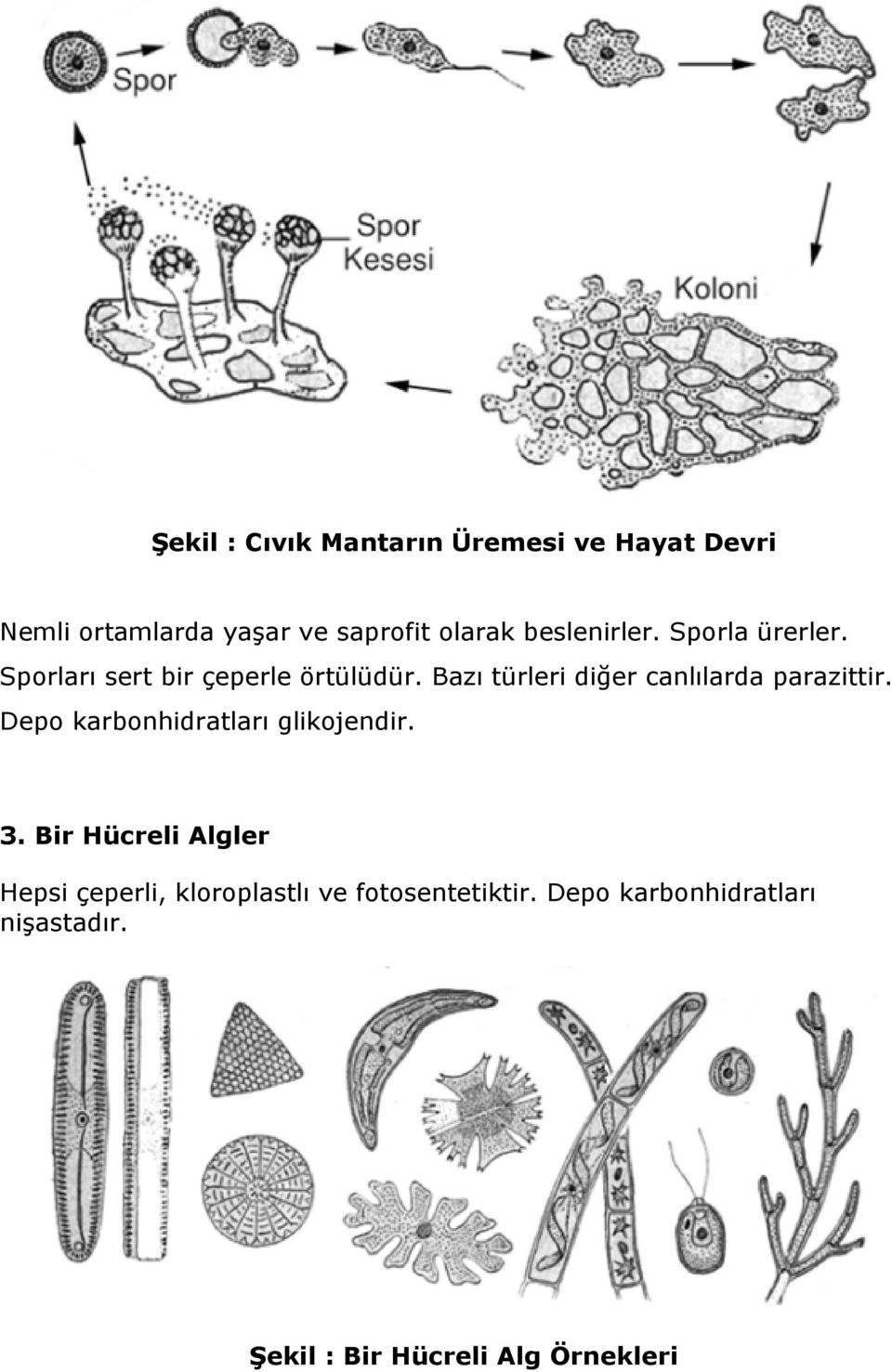 Bazı türleri diğer canlılarda parazittir. Depo karbonhidratları glikojendir. 3.